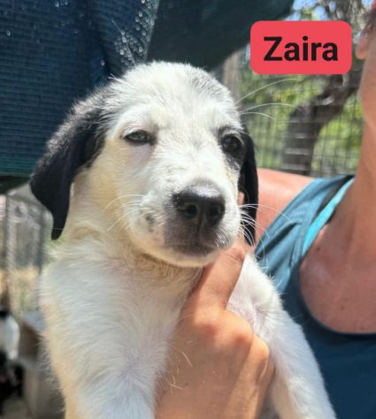 CUCCIOLI IN ADOZIONE - Foto 7