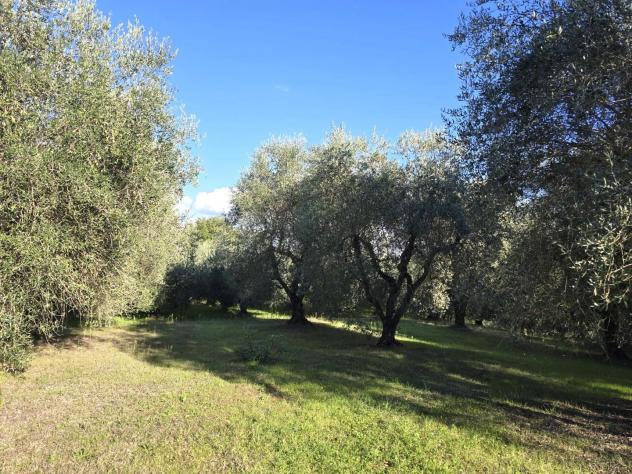 Terreno agricolo in vendita a Colle di Val d'Elsa 3300 mq Rif: 1353630 - Foto 6
