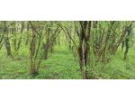 Terreno di 2210 m² in vendita a Spinone al Lago