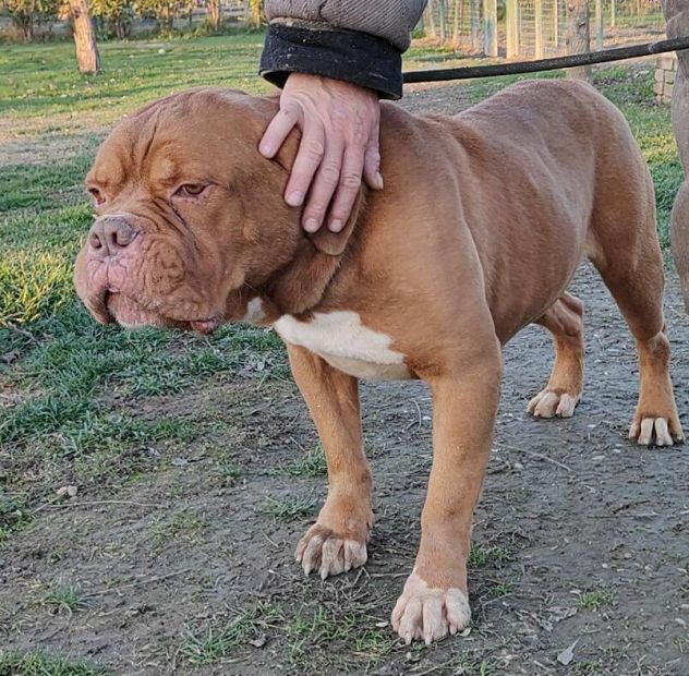 Hego dogue de bordeaux - Foto 5