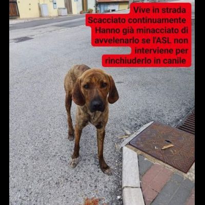 GIOVANE SEGUGIO MERITA UN'OPPORTUNITÀ, CANE IN ADOZIONE - Foto 2