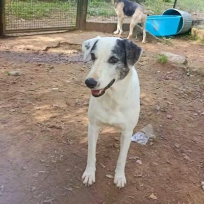 PLAYA, docile e pacata, un destino da cambiare,  cagnolina in adozione - Foto 2