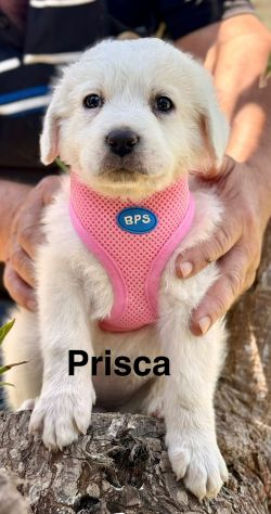 Cuccioli di maremmano - Foto 8