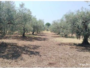 Tribunale di Marsala - RG 66/2025 Terreno in asta - Foto 4