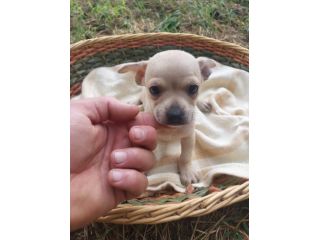 Cuccioli chihuahua mini.