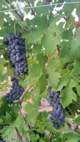 Uva bianca ( cortese) uva nera ( barbera e dolcetto) anche piccole quantità - Foto 5