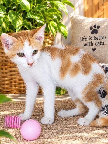 🧡 Papaya cerca casa - Foto 4