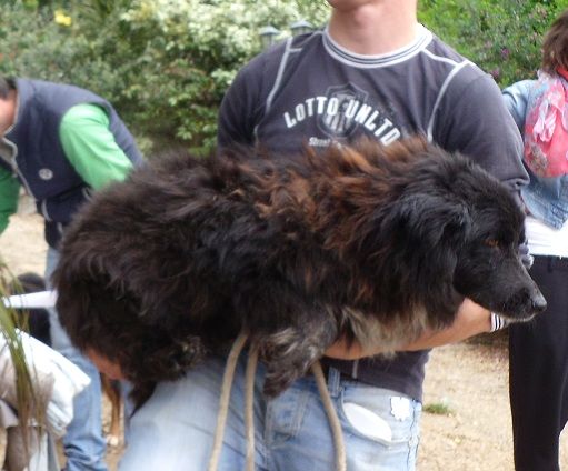 BELLINA, docile cagnolina in cerca di casa - Foto 4
