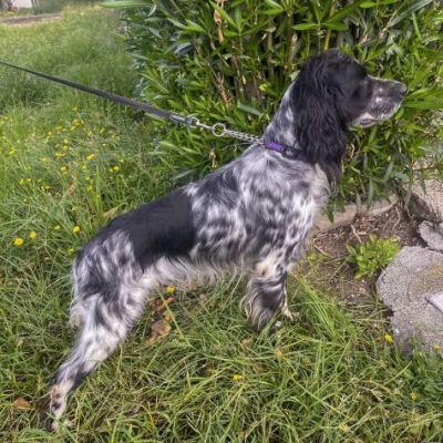 DOLLY cerca coccole e carezze, CAGNOLINO IN ADOZIONE - Foto 9