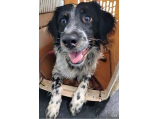 Betty simil Setter 2anni mollata mesi fa.CALABRIA