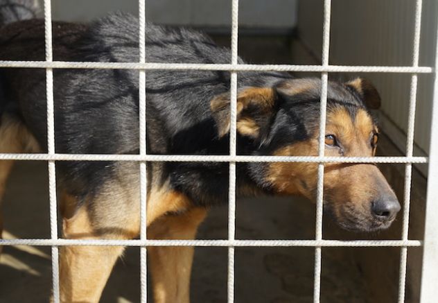 CANE IN ADOZIONE: GRISU' il lupetto abbandonato. - Foto 9