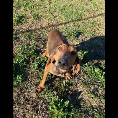 ZARA LA DOLCEZZA INFINITA, CAGNOLINA IN ADOZIONE - Foto 8