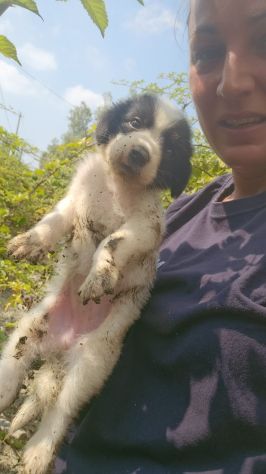 Luisa: 2 mesi taglia contenuta - Foto 2