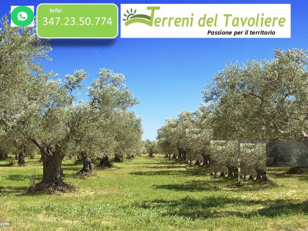 Uliveto di 2,5 ettari in agro di San Severo, località Sant’Antonino - Foto 3