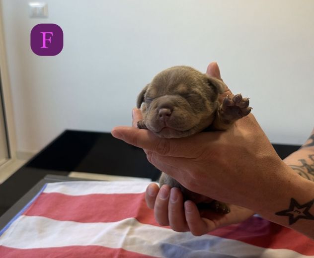 CUCCIOLI AMERICAN BULLY - Foto 2