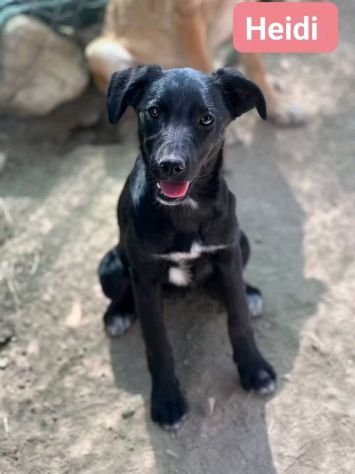 CUCCIOLI IN ADOZIONE