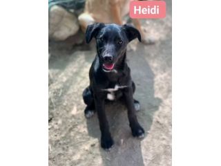 CUCCIOLI IN ADOZIONE