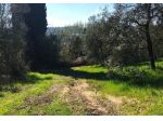 Terreno agricolo in vendita a Monterappoli - Empoli 11630 mq  Rif: 774564