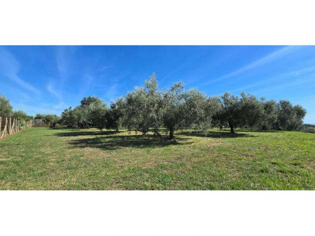 Agricolo in Viale del Lavoro - Foto 12
