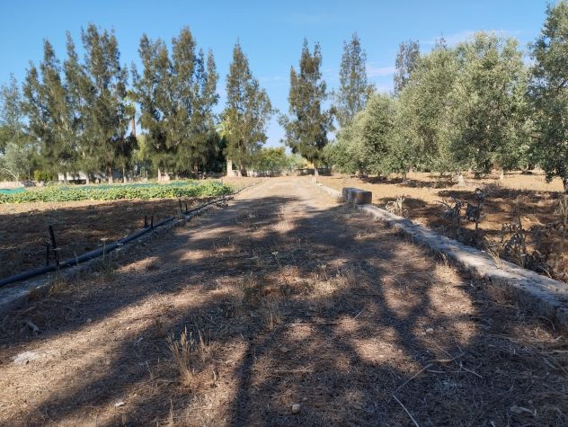 Terreno con 70 alberi d'ulivo