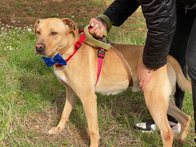 Tuono cucciolo di 2 anni in adozione - Foto 8