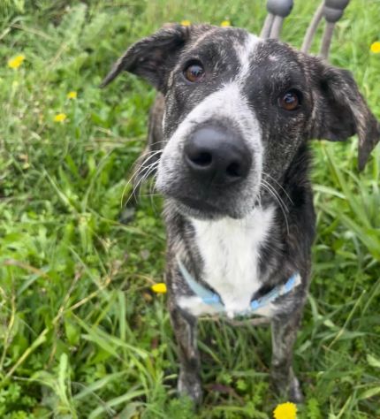 ELSA DOLCE E BUONA CUCCIOLA IN ADOZIONE - Foto 4