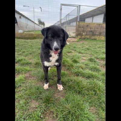 BENNY , UNA PICCOLA TENEREZZA, CANE IN ADOZIONE TG MEDIO CONTENUTA - Foto 7