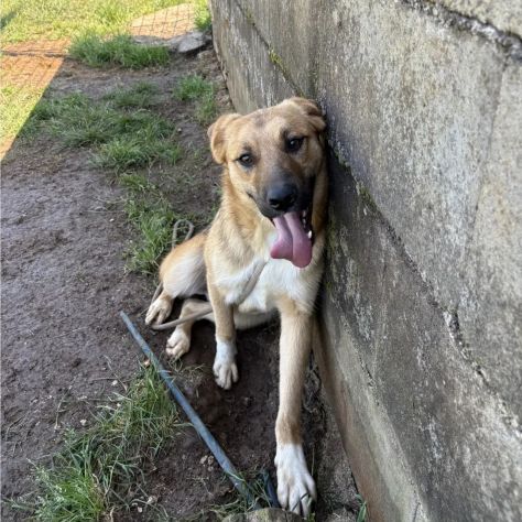 MOCKY ADORABILE CUCCIOLONE IN ADOZIONE - Foto 7