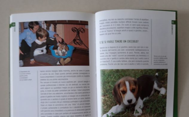 Beagle - Foto 10