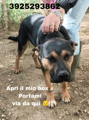 Eros e Bea due amici fedeli in adozione - Foto 7