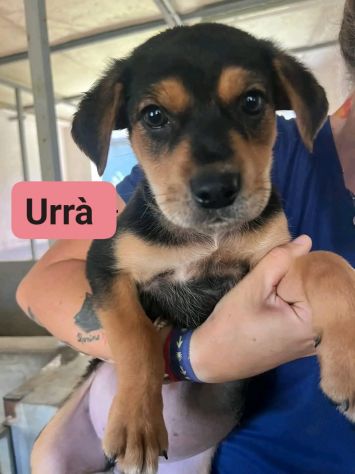 Hurrà cagnolina in adozione - Foto 3