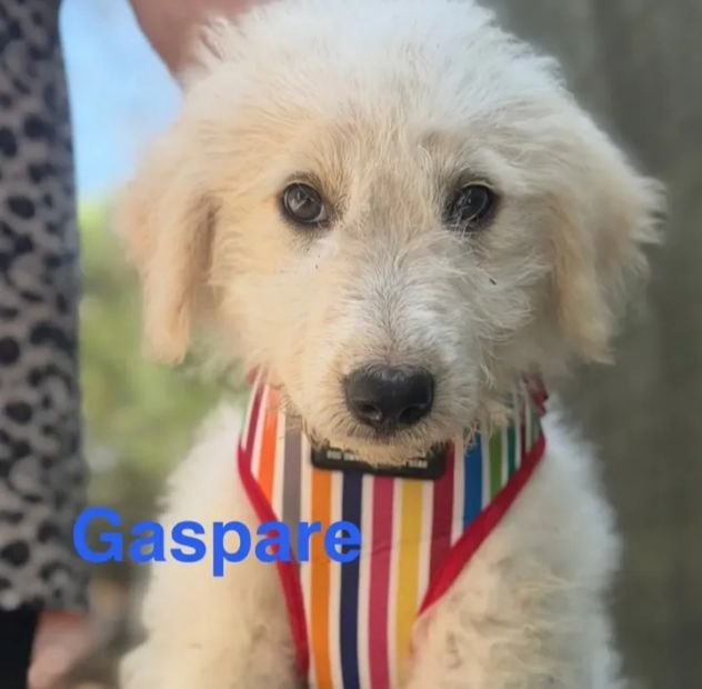 Cuccioli di due mesi in cerca di adozione - Foto 5