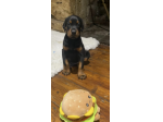 Meravigliosi cuccioli di dobermann