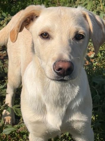 Frisky , un tenero cucciolo cresciuto in canile - Foto 6