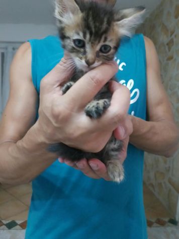 Micetto dolcissimo - Foto 5