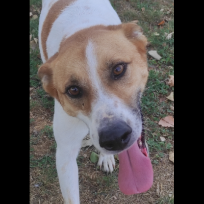 TAMBURELLO GIOIOSO NONOSTANTE UN'INTERA ESISTENZA IN CANILE CANE IN ADOZIONE - Foto 9