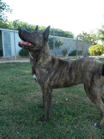 6anni tigrata molto dolce aspetta da molto casa prov Pavia