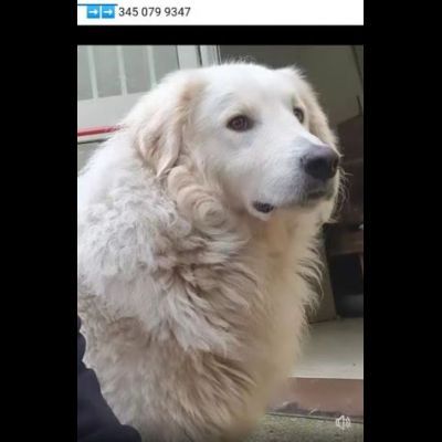 PASQUALE MERAVIGLIOSO; CANE IN ADOZIONE - Foto 2