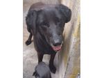 Ciccia simil Labrador