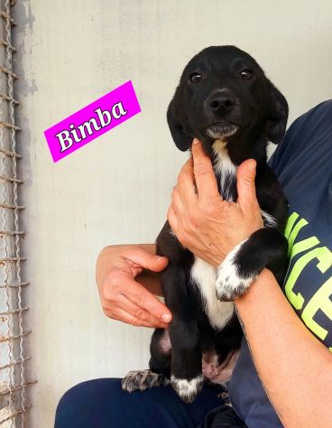 CUCCIOLI IN ADOZIONE - Foto 6