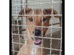 DOROTY gentile ed allegra cagnolina in adozione