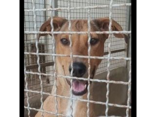 DOROTY gentile ed allegra cagnolina in adozione