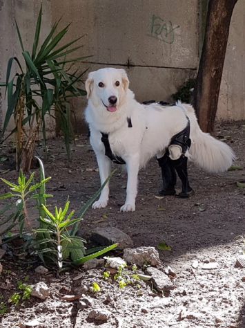 BIANCA, famosa super maremmanina - Foto 3