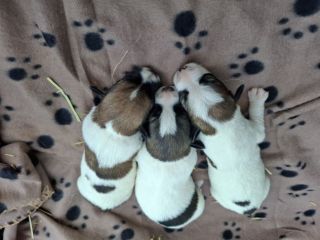 Cuccioli jack russel terrier