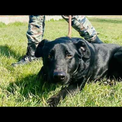 AARON EMPATICO E VITALE, CANE IN ADOZIONE. - Foto 7