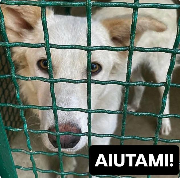 DALILA TENERISSIMA CANE IN ADOZIONE - Foto 4
