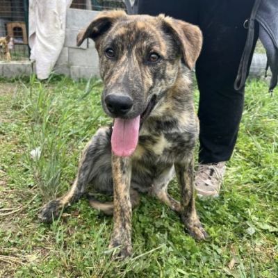UGO figlio di mamma husky, 9 mesi, socievole ed allegro cagnolino in adozione - Foto 2