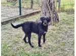 Jerry dolcissimo spinone in adozione