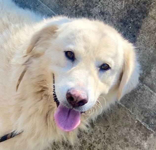 TERENCE UN CUORE DA SALVARE CANE IN ADOZIONE