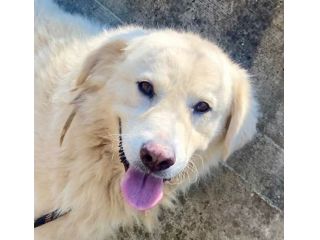 TERENCE UN CUORE DA SALVARE CANE IN ADOZIONE